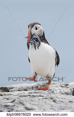 Atlantic Puffin (Fratercula arctica) View Large Photo Image Stock Image - Atlantic Puffin (Fratercula arctica). Fotosearch