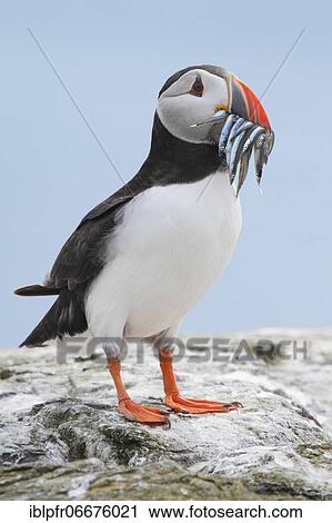 Atlantic Puffin (Fratercula arctica) View Large Photo Image Stock Image - Atlantic Puffin (Fratercula arctica). Fotosearch