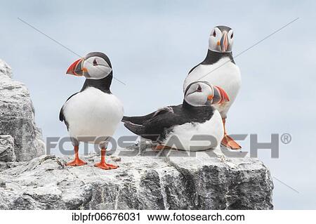 Atlantic Puffin (Fratercula arctica) View Large Photo Image Stock Image - Atlantic Puffin (Fratercula arctica). Fotosearch