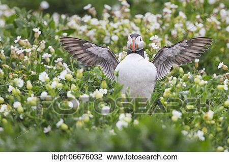 Atlantic Puffin (Fratercula arctica) View Large Photo Image Stock Image - Atlantic Puffin (Fratercula arctica). Fotosearch
