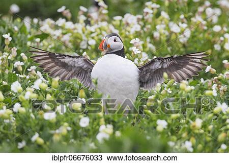 Atlantic Puffin (Fratercula arctica) View Large Photo Image Stock Image - Atlantic Puffin (Fratercula arctica). Fotosearch