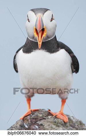 Atlantic Puffin (Fratercula arctica) View Large Photo Image Stock Image - Atlantic Puffin (Fratercula arctica). Fotosearch