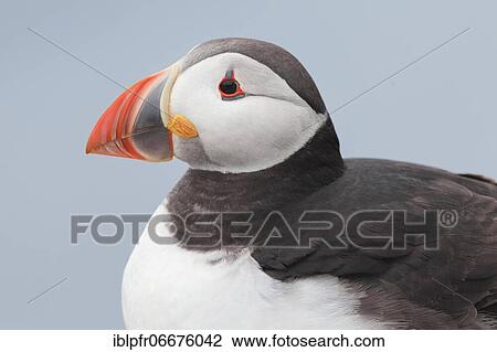 Atlantic Puffin (Fratercula arctica) View Large Photo Image Stock Image - Atlantic Puffin (Fratercula arctica). Fotosearch