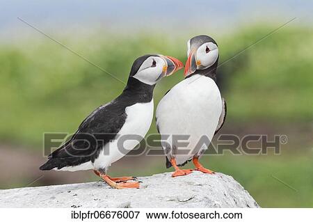 Stock Photo - Atlantic Puffin (Fratercula arctica). Fotosearch