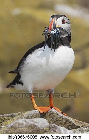 Atlantic Puffin (Fratercula arctica) View Large Photo Image Stock Photo - Atlantic Puffin (Fratercula arctica). Fotosearch