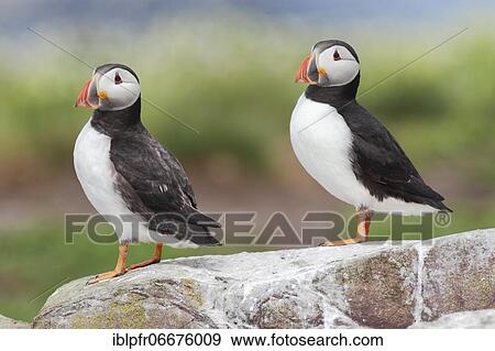 Atlantic Puffin (Fratercula arctica) View Large Photo Image Stock Photo - Atlantic Puffin (Fratercula arctica). Fotosearch