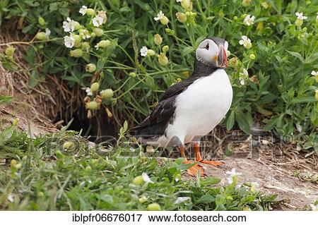Atlantic Puffin (Fratercula arctica) View Large Photo Image Stock Photo - Atlantic Puffin (Fratercula arctica). Fotosearch