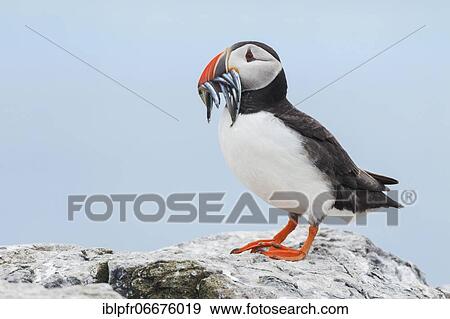 Atlantic Puffin (Fratercula arctica) View Large Photo Image Stock Photo - Atlantic Puffin (Fratercula arctica). Fotosearch