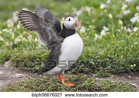 Atlantic Puffin (Fratercula arctica) View Large Photo Image Stock Photo - Atlantic Puffin (Fratercula arctica). Fotosearch