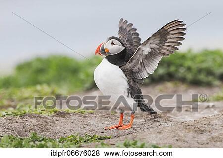 Atlantic Puffin (Fratercula arctica) View Large Photo Image Stock Photo - Atlantic Puffin (Fratercula arctica). Fotosearch