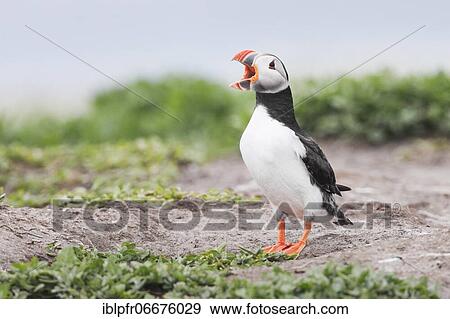 Atlantic Puffin (Fratercula arctica) View Large Photo Image Stock Photo - Atlantic Puffin (Fratercula arctica). Fotosearch