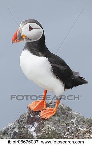 Atlantic Puffin (Fratercula arctica) View Large Photo Image Stock Photo - Atlantic Puffin (Fratercula arctica). Fotosearch
