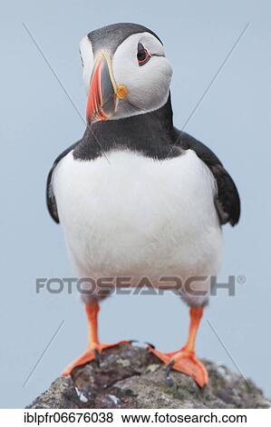 Atlantic Puffin (Fratercula arctica) View Large Photo Image Stock Photo - Atlantic Puffin (Fratercula arctica). Fotosearch