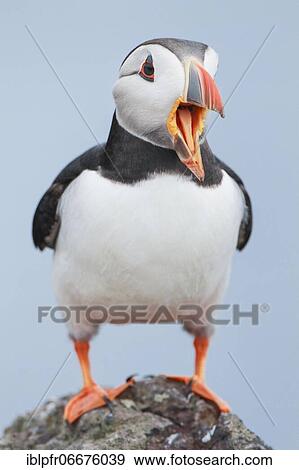 Atlantic Puffin (Fratercula arctica) View Large Photo Image Stock Photo - Atlantic Puffin (Fratercula arctica). Fotosearch