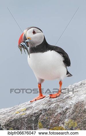 Atlantic Puffin (Fratercula arctica) View Large Photo Image Stock Photo - Atlantic Puffin (Fratercula arctica). Fotosearch