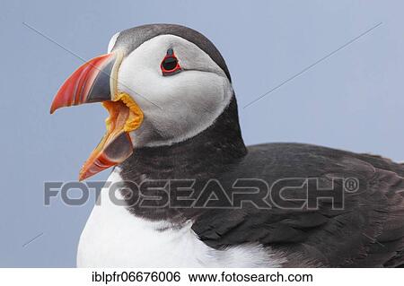 Atlantic Puffin (Fratercula arctica) View Large Photo Image Stock Photograph - Atlantic Puffin (Fratercula arctica). Fotosearch