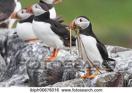 Atlantic Puffin (Fratercula arctica) View Large Photo Image Stock Photograph - Atlantic Puffin (Fratercula arctica). Fotosearch