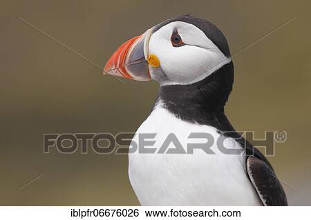 Atlantic Puffin (Fratercula arctica) View Large Photo Image Stock Photograph - Atlantic Puffin (Fratercula arctica). Fotosearch