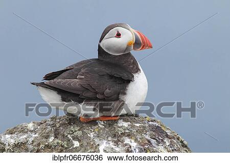 Atlantic Puffin (Fratercula arctica) View Large Photo Image Stock Photograph - Atlantic Puffin (Fratercula arctica). Fotosearch