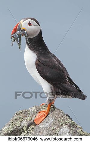 Atlantic Puffin (Fratercula arctica) View Large Photo Image Stock Photograph - Atlantic Puffin (Fratercula arctica). Fotosearch