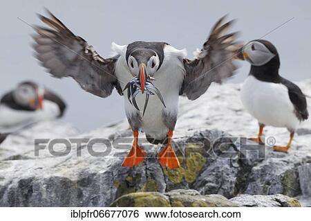 Atlantic Puffin (Fratercula arctica) View Large Photo Image Stock Photograph - Atlantic Puffin (Fratercula arctica). Fotosearch