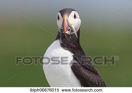 Stock Photography - Atlantic Puffin (Fratercula arctica). Fotosearch