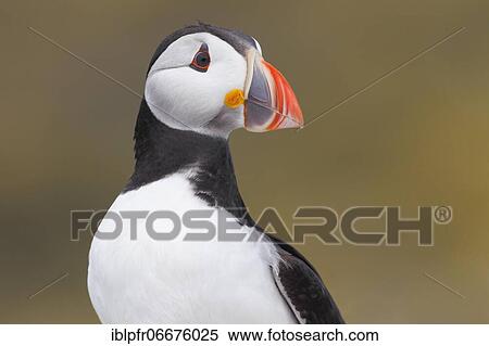 Atlantic Puffin (Fratercula arctica) View Large Photo Image Stock Photography - Atlantic Puffin (Fratercula arctica). Fotosearch
