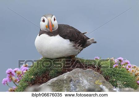 Stock Photography - Atlantic Puffin (Fratercula arctica). Fotosearch