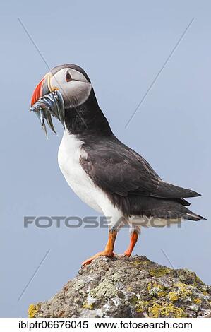 Stock Photography - Atlantic Puffin (Fratercula arctica). Fotosearch