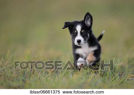 Australian Shepherd puppy jumping over the meadow, Rhineland-Palatinate, Germany, Europe View Large Photo Image Stock Photography - Australian Shepherd puppy jumping over the meadow, Rhineland-Palatinate, Germany, Europe. Fotosearch