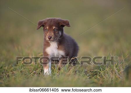 Australian Shepherd puppy running across the meadow, Rhineland-Palatinate, Germany, Europe View Large Photo Image Stock Photography - Australian Shepherd puppy running across the meadow, Rhineland-Palatinate, Germany, Europe. Fotosearch