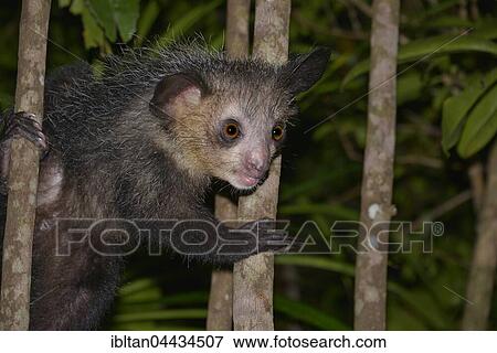 Aye-Aye (Daubentonia madagascariensis), nocturnal, rainforest, eastern Madagascar, Madagascar, Africa View Large Photo Image Stock Photo - Aye-Aye (Daubentonia madagascariensis), nocturnal, rainforest, eastern Madagascar, Madagascar, Africa. Fotosearch