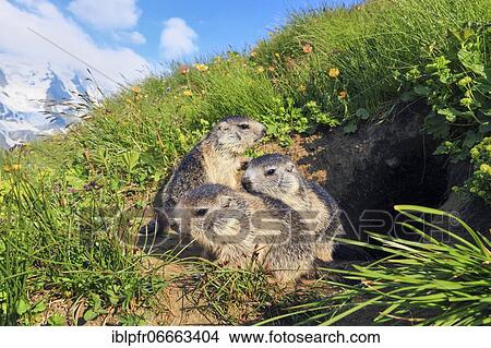 Picture - Baby Alpine Marmot (Marmota marmota), Alpine Marmot. Fotosearch
