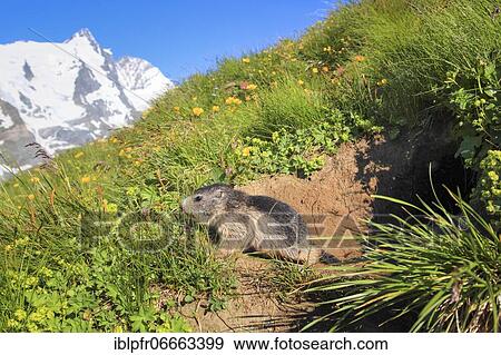Baby Alpine Marmot (Marmota marmota), Alpine Marmot View Large Photo Image Stock Photo - Baby Alpine Marmot (Marmota marmota), Alpine Marmot. Fotosearch