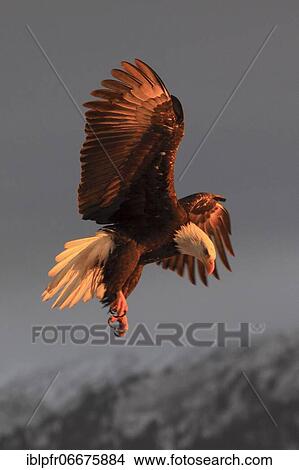 Bald eagle, Bald eagle (Haliaeetus leucocephalus), Homer, Kenai Peninsula, Alaska, USA, North America View Large Photo Image Picture - Bald eagle, Bald eagle (Haliaeetus leucocephalus), Homer, Kenai Peninsula, Alaska, USA, North America. Fotosearch