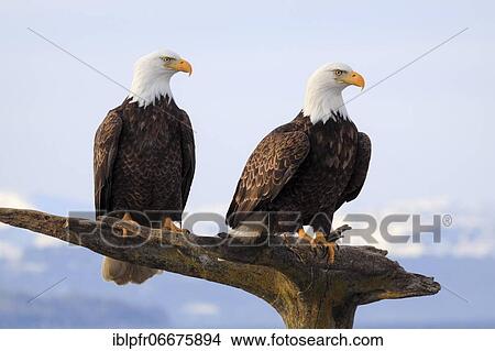 Bald eagle, Bald eagle (Haliaeetus leucocephalus), Homer, Kenai Peninsula, Alaska, USA, North America View Large Photo Image Picture - Bald eagle, Bald eagle (Haliaeetus leucocephalus), Homer, Kenai Peninsula, Alaska, USA, North America. Fotosearch
