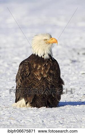 Bald eagle, Bald eagle (Haliaeetus leucocephalus), Homer, Kenai Peninsula, Alaska, USA, North America View Large Photo Image Stock Image - Bald eagle, Bald eagle (Haliaeetus leucocephalus), Homer, Kenai Peninsula, Alaska, USA, North America. Fotosearch