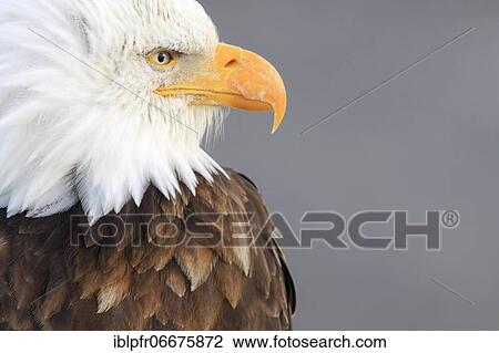 Bald eagle, Bald eagle (Haliaeetus leucocephalus), Homer, Kenai Peninsula, Alaska, USA, North America View Large Photo Image Stock Image - Bald eagle, Bald eagle (Haliaeetus leucocephalus), Homer, Kenai Peninsula, Alaska, USA, North America. Fotosearch