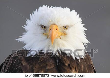 Stock Image - Bald eagle, Bald eagle (Haliaeetus leucocephalus), Homer, Kenai Peninsula, Alaska, USA, North America. Fotosearch