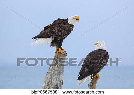Bald eagle, Bald eagle (Haliaeetus leucocephalus), Homer, Kenai Peninsula, Alaska, USA, North America View Large Photo Image Stock Image - Bald eagle, Bald eagle (Haliaeetus leucocephalus), Homer, Kenai Peninsula, Alaska, USA, North America. Fotosearch