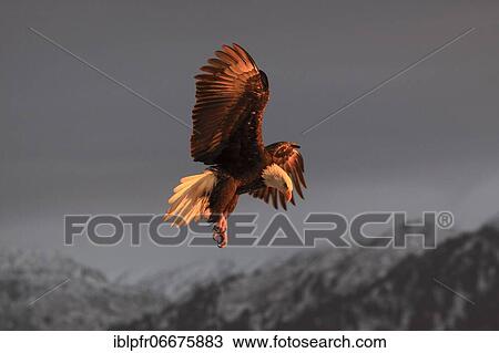 Bald eagle, Bald eagle (Haliaeetus leucocephalus), Homer, Kenai Peninsula, Alaska, USA, North America View Large Photo Image Stock Image - Bald eagle, Bald eagle (Haliaeetus leucocephalus), Homer, Kenai Peninsula, Alaska, USA, North America. Fotosearch