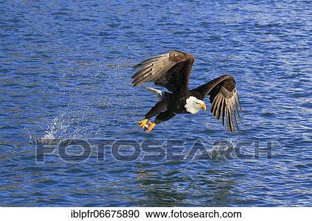 Bald eagle, Bald eagle (Haliaeetus leucocephalus), Homer, Kenai Peninsula, Alaska, USA, North America View Large Photo Image Stock Image - Bald eagle, Bald eagle (Haliaeetus leucocephalus), Homer, Kenai Peninsula, Alaska, USA, North America. Fotosearch