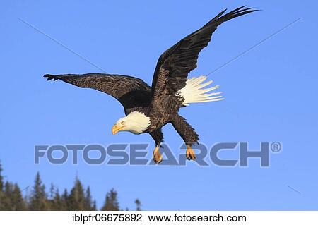 Bald eagle, Bald eagle (Haliaeetus leucocephalus), Homer, Kenai Peninsula, Alaska, USA, North America View Large Photo Image Stock Image - Bald eagle, Bald eagle (Haliaeetus leucocephalus), Homer, Kenai Peninsula, Alaska, USA, North America. Fotosearch