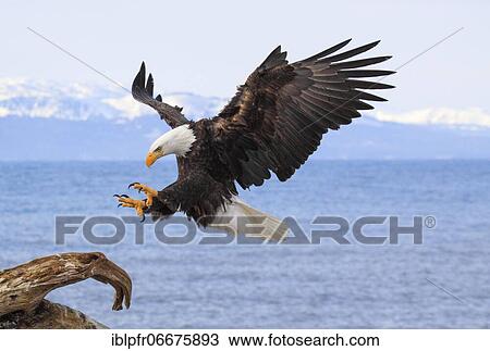 Stock Image - Bald eagle, Bald eagle (Haliaeetus leucocephalus), Homer, Kenai Peninsula, Alaska, USA, North America. Fotosearch