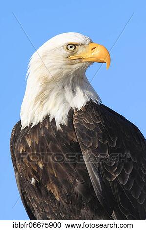 Bald eagle, Bald eagle (Haliaeetus leucocephalus), Homer, Kenai Peninsula, Alaska, USA, North America View Large Photo Image Stock Image - Bald eagle, Bald eagle (Haliaeetus leucocephalus), Homer, Kenai Peninsula, Alaska, USA, North America. Fotosearch