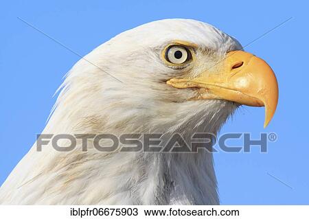 Stock Image - Bald eagle, Bald eagle (Haliaeetus leucocephalus), Homer, Kenai Peninsula, Alaska, USA, North America. Fotosearch