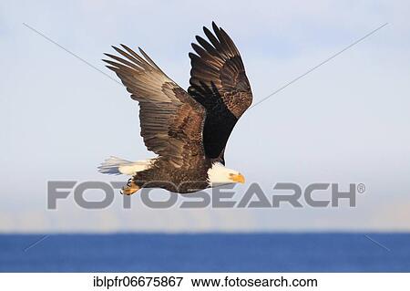 Bald eagle, Bald eagle (Haliaeetus leucocephalus), Homer, Kenai Peninsula, Alaska, USA, North America View Large Photo Image Stock Photo - Bald eagle, Bald eagle (Haliaeetus leucocephalus), Homer, Kenai Peninsula, Alaska, USA, North America. Fotosearch
