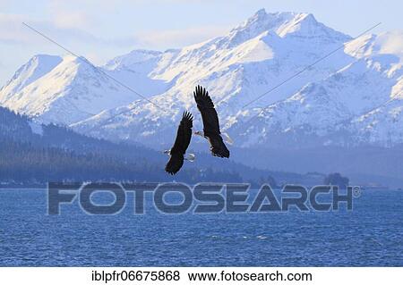 Stock Photo - Bald eagle, Bald eagle (Haliaeetus leucocephalus), Homer, Kenai Peninsula, Alaska, USA, North America. Fotosearch