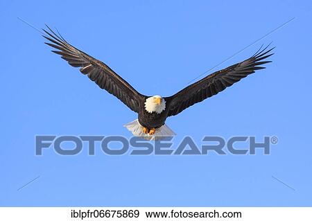 Bald eagle, Bald eagle (Haliaeetus leucocephalus), Homer, Kenai Peninsula, Alaska, USA, North America View Large Photo Image Stock Photo - Bald eagle, Bald eagle (Haliaeetus leucocephalus), Homer, Kenai Peninsula, Alaska, USA, North America. Fotosearch
