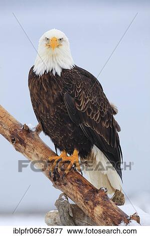 Bald eagle, Bald eagle (Haliaeetus leucocephalus), Homer, Kenai Peninsula, Alaska, USA, North America View Large Photo Image Stock Photo - Bald eagle, Bald eagle (Haliaeetus leucocephalus), Homer, Kenai Peninsula, Alaska, USA, North America. Fotosearch